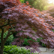 Purple Japanese Maple Tree | Acer palmatum 'Atropurpureum' 9cm Pot